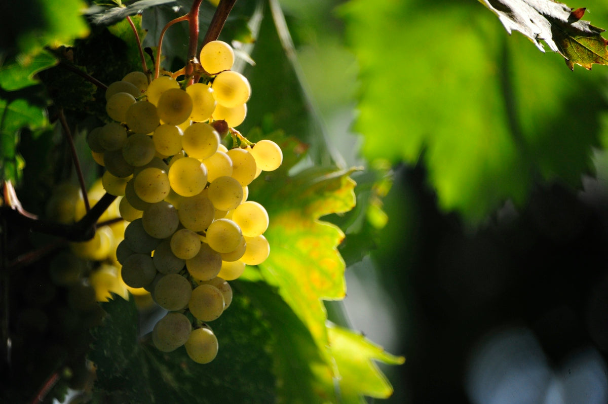 Close-up of ripe white grapes on a vine