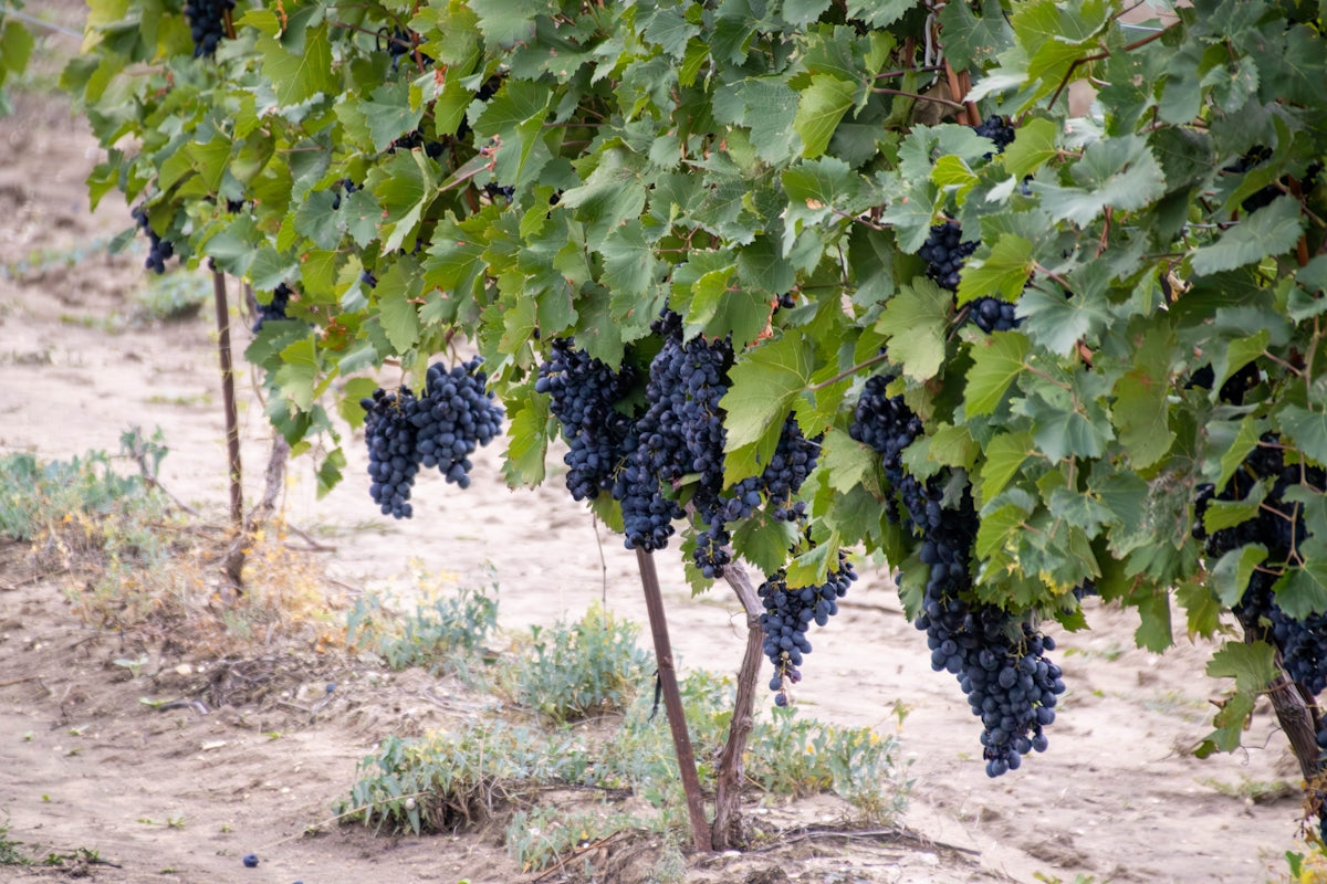Ripe dark grapes hanging from vines in a vineyard.