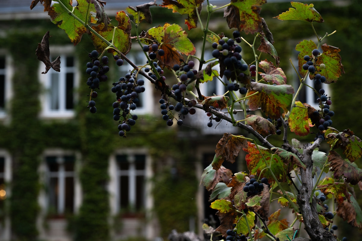 Grapes on a vine with building in background