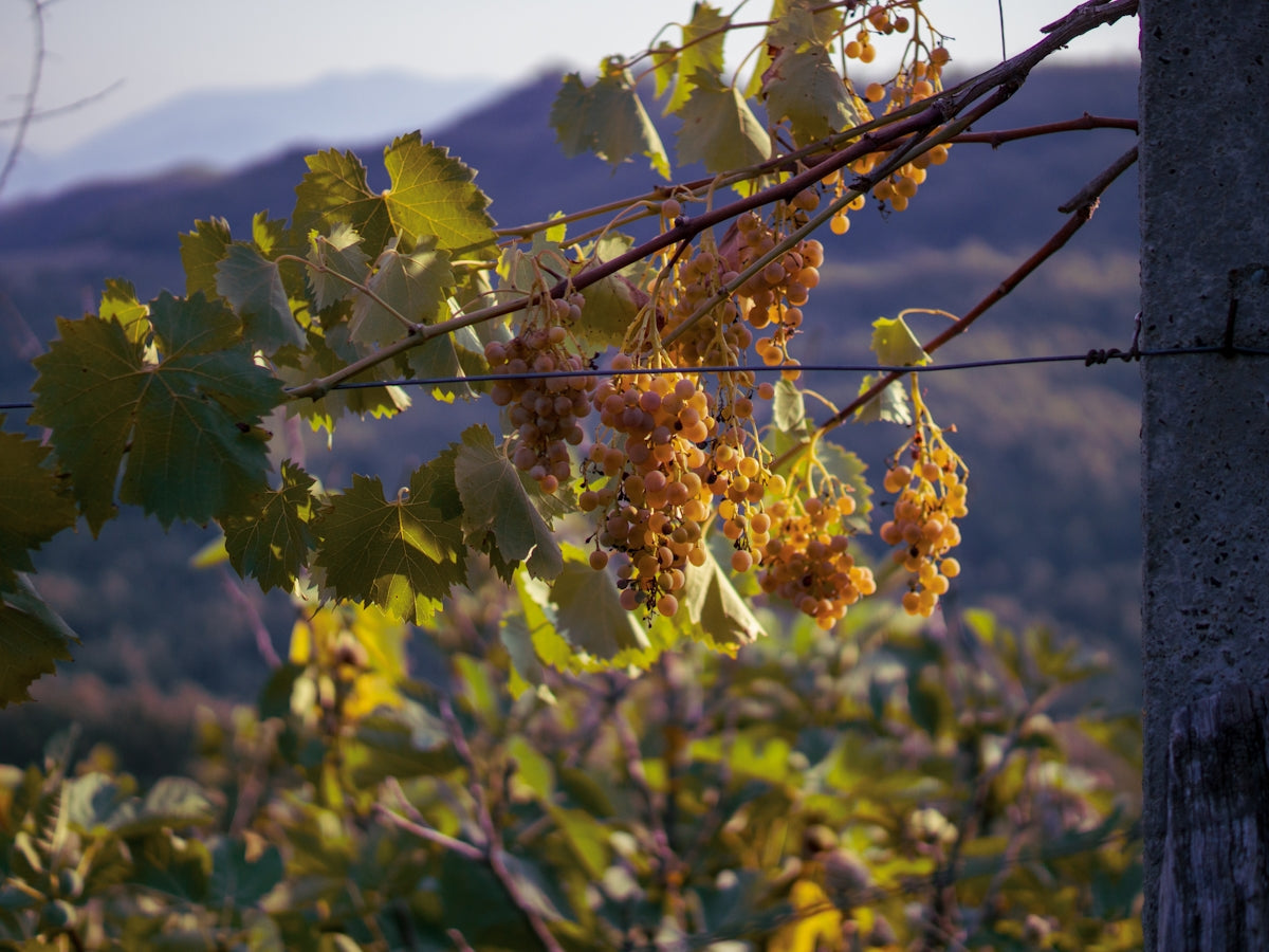 Grapes on a vine with hills in background