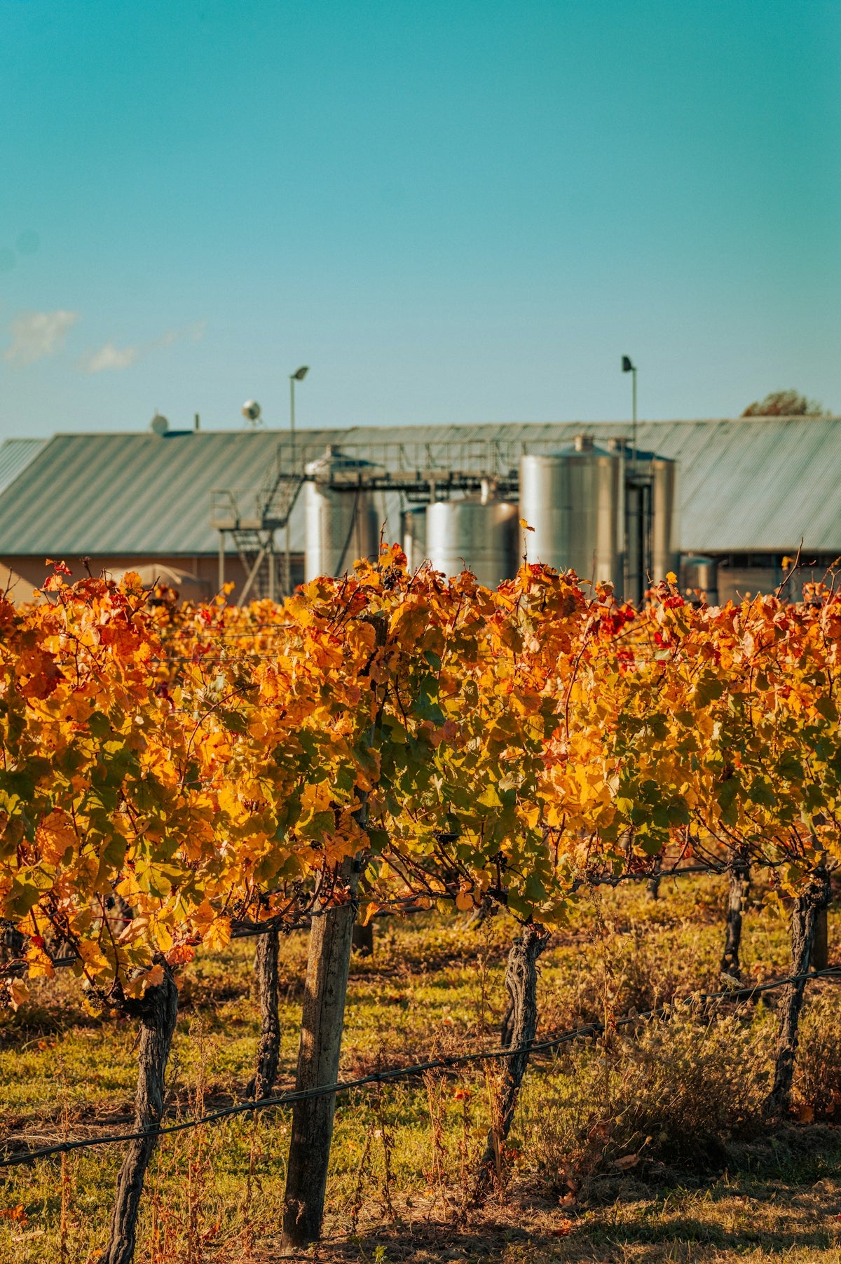 Vineyard with autumn leaves and winery buildings