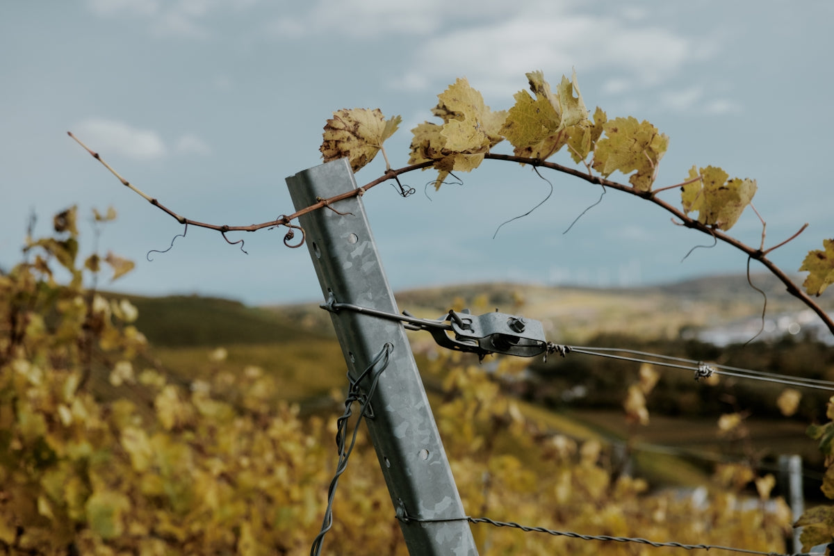 Autumn vineyard with yellowing leaves on vines.