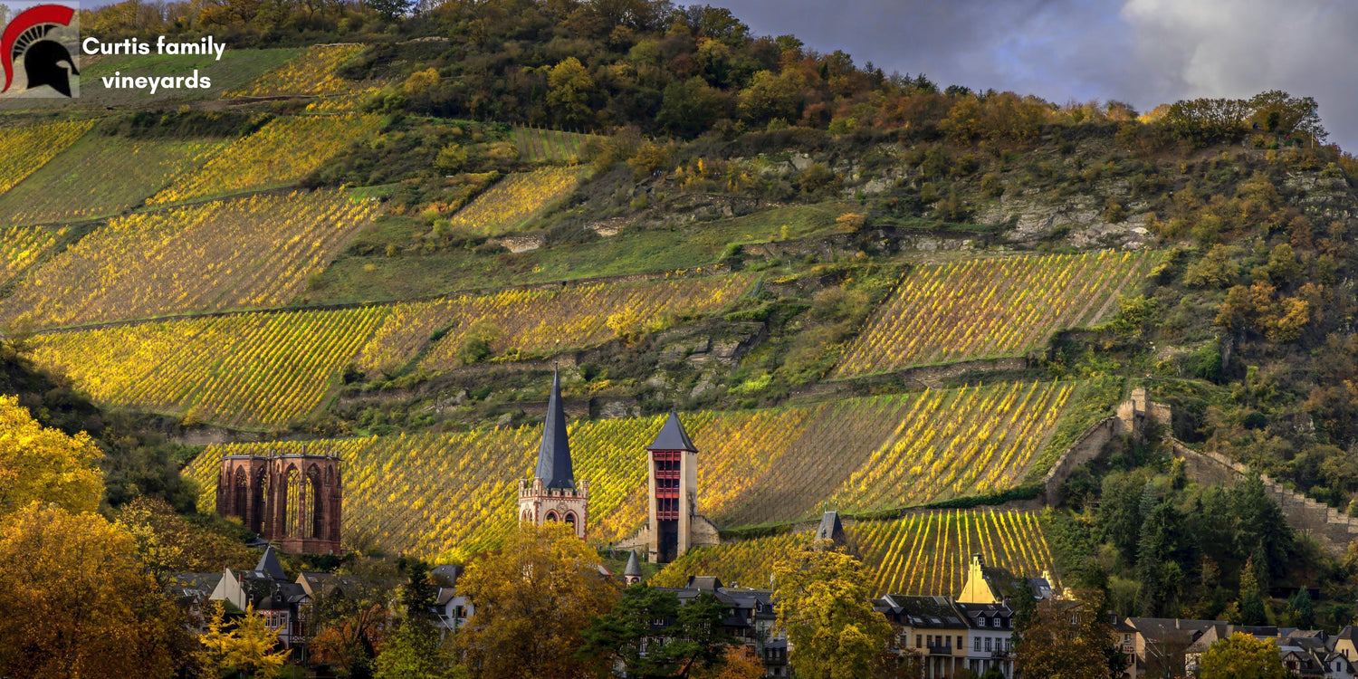 A great view from Mclaren vale wine region
