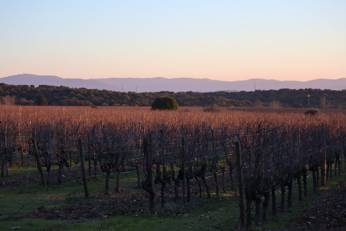 a field with a bunch of trees in it