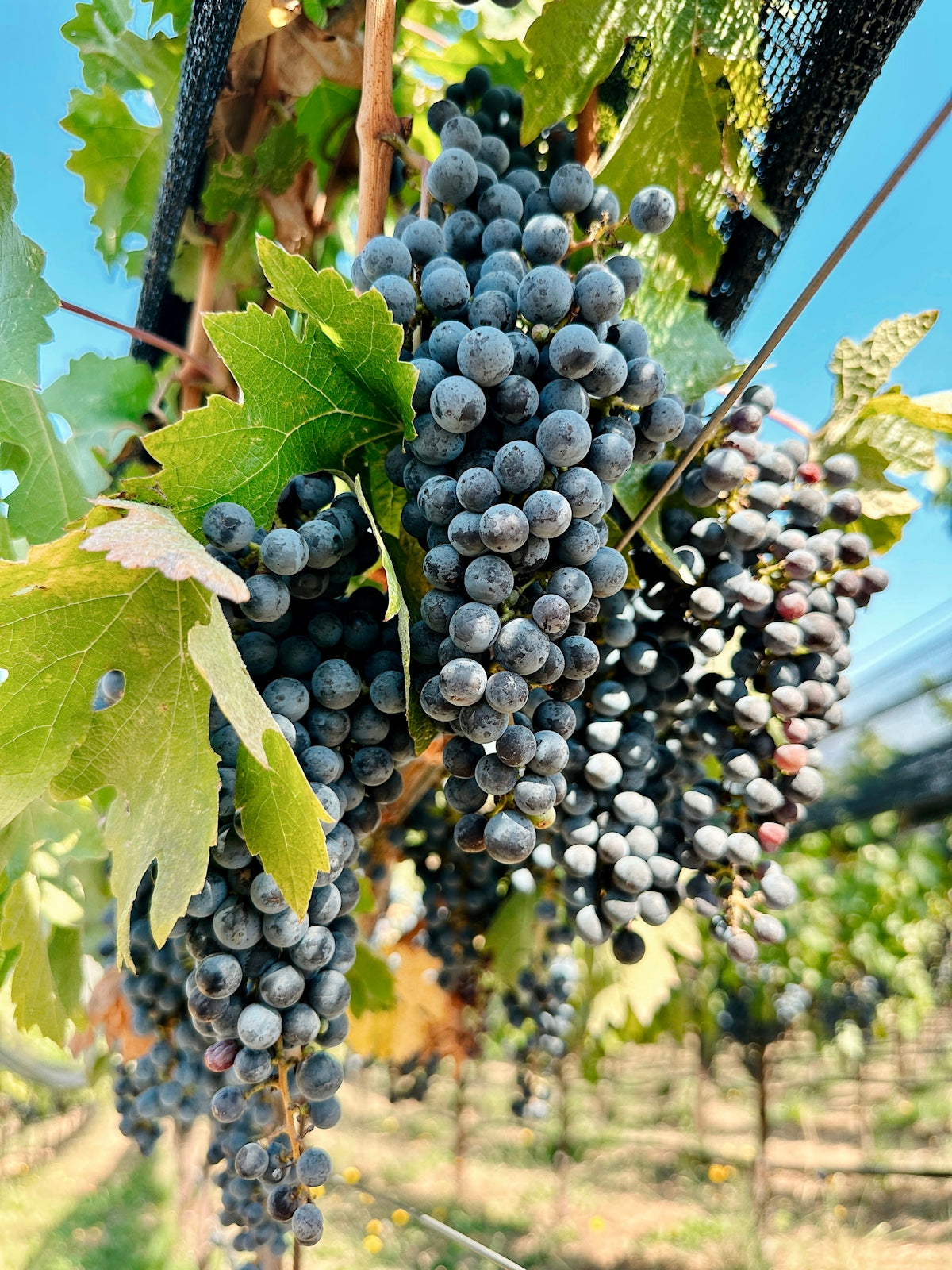 a bunch of grapes hanging from a vine