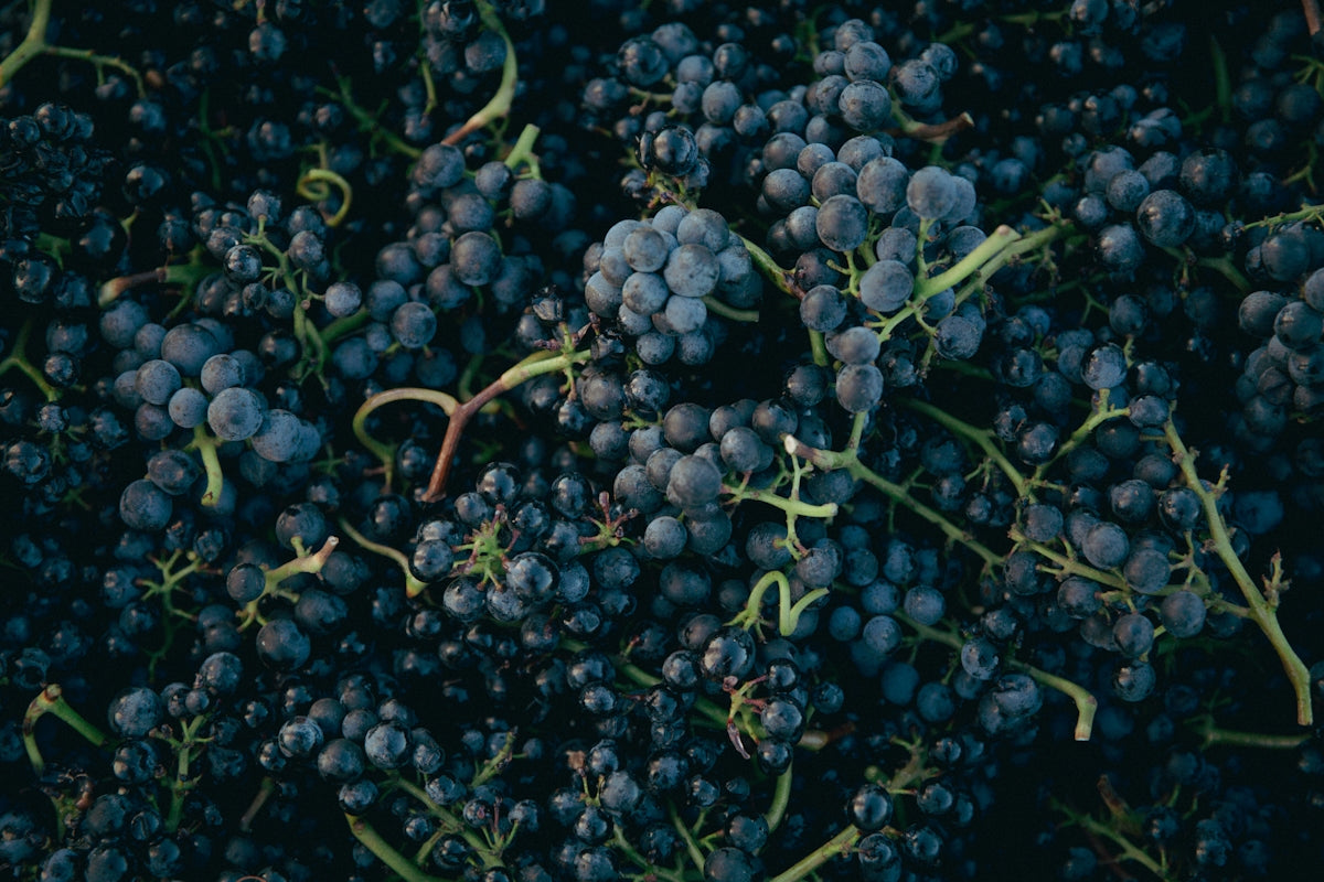 A bunch of grapes that are sitting in the grass