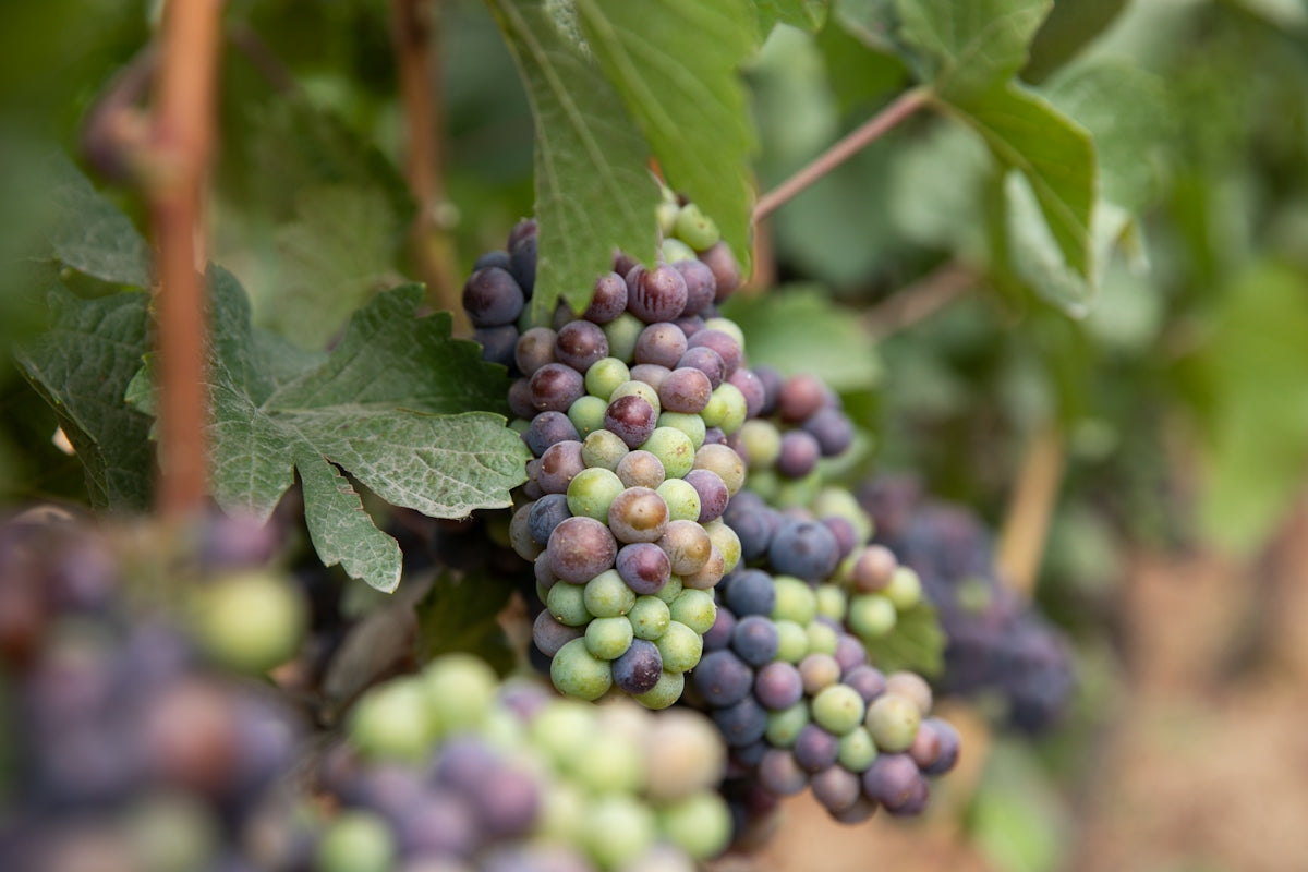A bunch of grapes growing on a vine