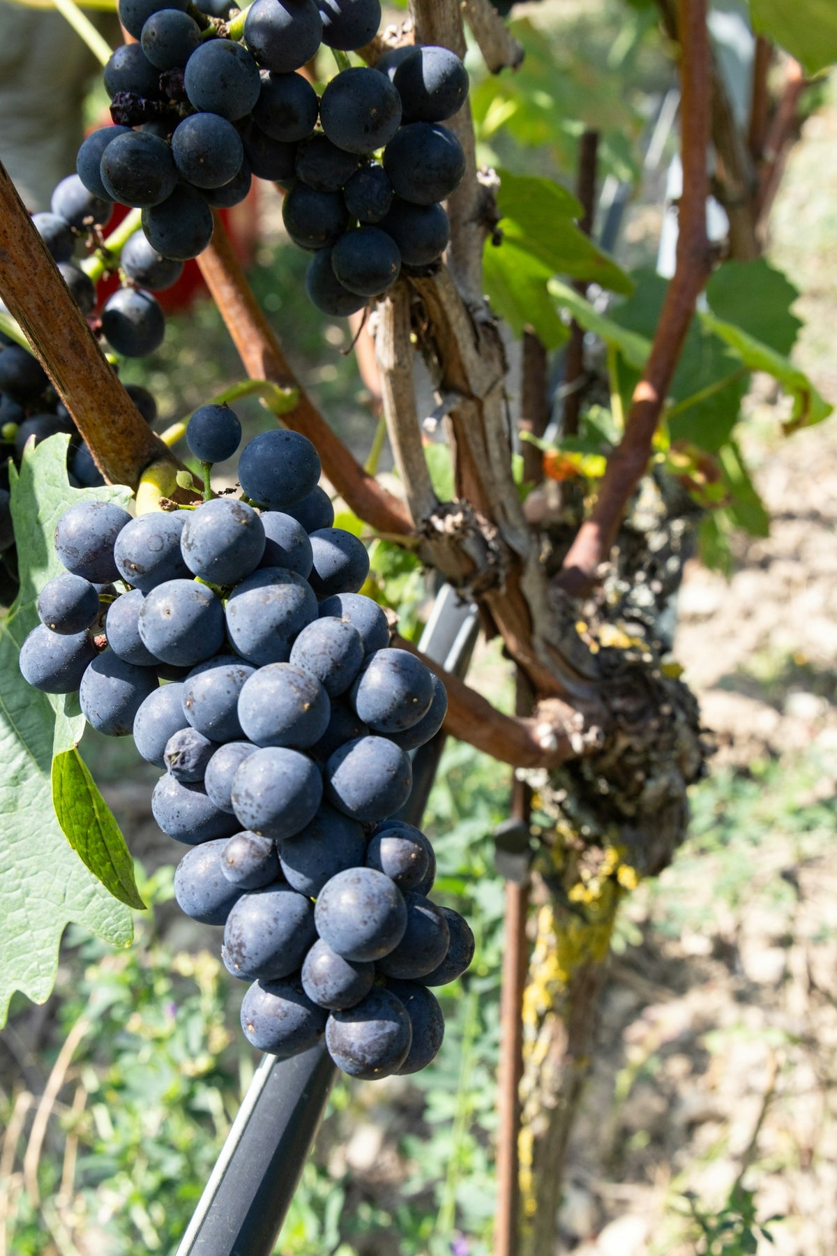 A bunch of grapes hanging from a vine
