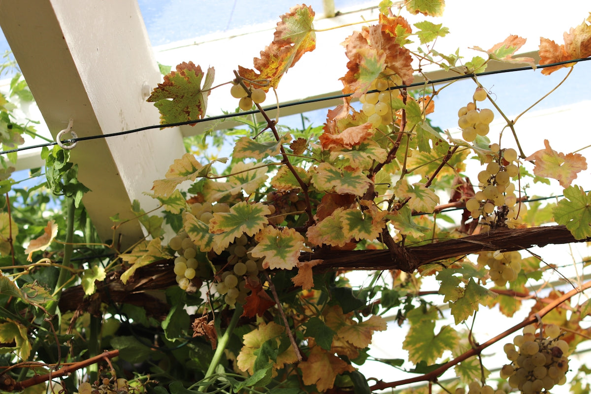 Close-up of grapevines with autumn colored leaves.
