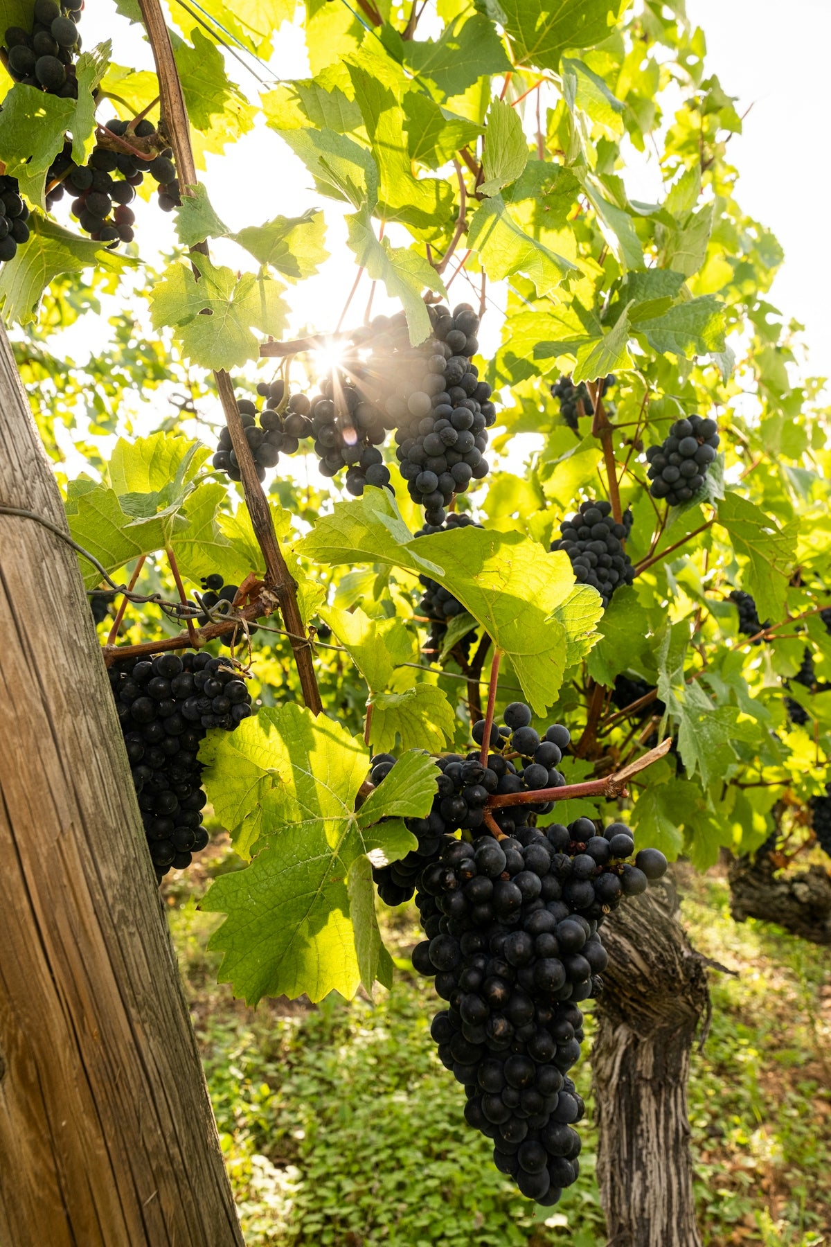 Ripe dark grapes hanging on a vine in sunlight.