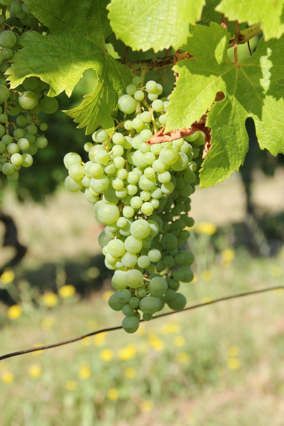 Pairing Winemaking Practices with Varying Terroirs