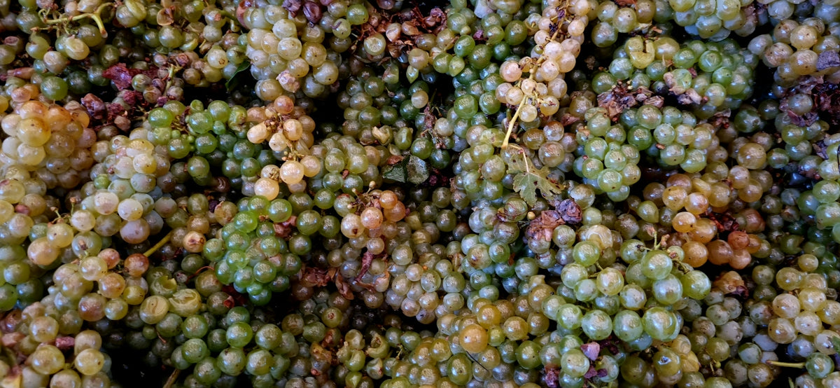 A pile of ripe green and white grapes